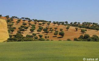 anklicken zum Vergr&ouml;�ern - click to enlarge